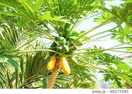 パパイア　Papaya　碓井川熱帯植物園 66277085