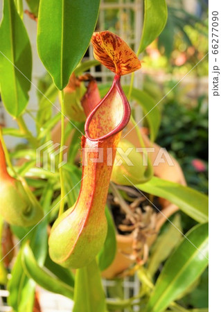 ウツボカズラ 食虫植物 碓井川熱帯植物園 ウツボカズラ 食虫植物 碓井川熱帯植物園 66277090