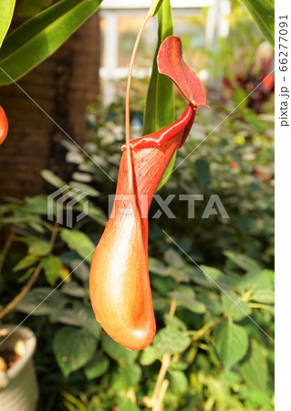 ウツボカズラ　食虫植物　碓井川熱帯植物園 66277091