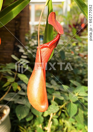ウツボカズラ　食虫植物　碓井川熱帯植物園 66277092