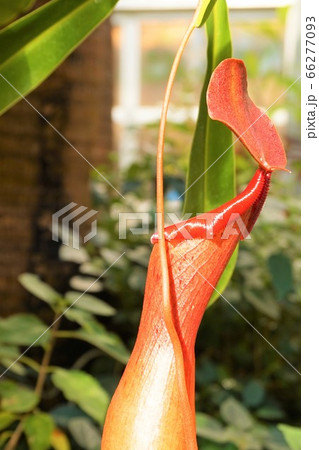 ウツボカズラ　食虫植物　碓井川熱帯植物園 66277093