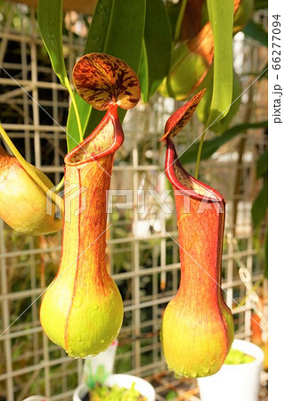 ウツボカズラ　食虫植物　碓井川熱帯植物園 66277094