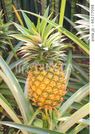 パイナップル フルーツ 碓井川熱帯植物園 パイナップル フルーツ 碓井川熱帯植物園 66277098