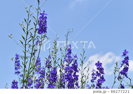 ラークスパーの写真素材 ラークスパーの写真素材