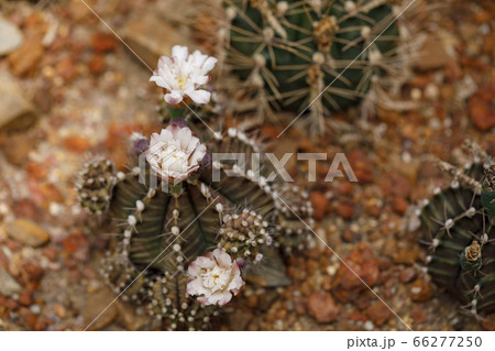 Colourful Cactus flower plant nature Colourful Cactus flower plant nature 66277250