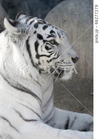 ホワイトタイガー　東武動物公園 66277279
