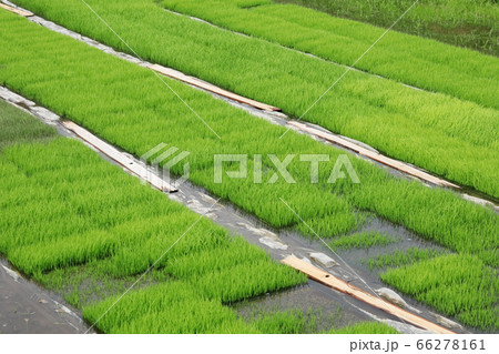 苗代田　田植えの準備 66278161