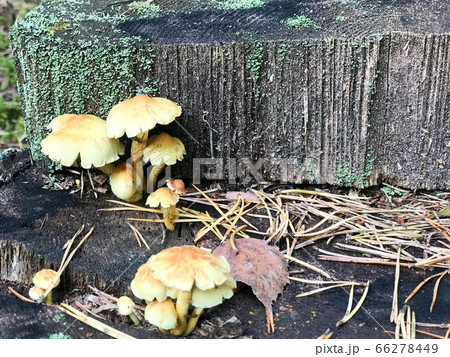 Different woody delicious mushrooms Different woody delicious mushrooms 66278449
