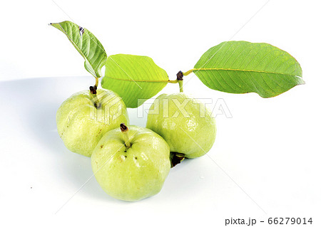 Fresh guava fruit Fresh guava fruit 66279014