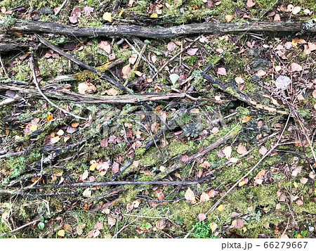 Texture of sticks and branches, logs of roots Texture of sticks and branches, logs of roots 66279667