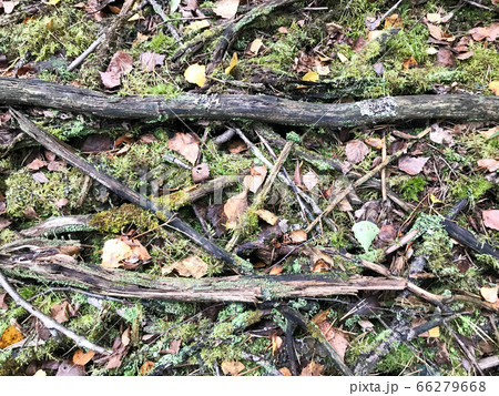 Texture of sticks and branches, logs of roots Texture of sticks and branches, logs of roots 66279668