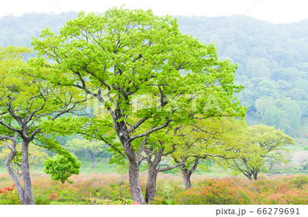 6月赤城山のツツジ 6月赤城山のツツジ 66279691