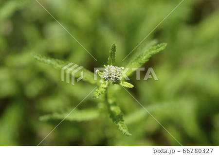 Summer Pastels Yarrow 66280327