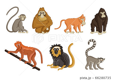 Cartoon monkeys. Wildlife and zoo animals Cartoon monkeys. Wildlife and zoo animals 66280735