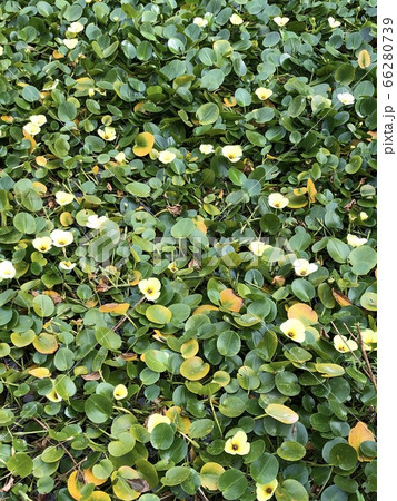 夏 屋外 花 66280739