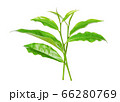 Green tea leaf isolated on white 66280769