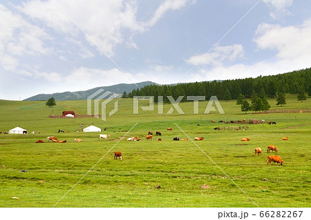 the ger camp in a large meadow at ulaanbaatar , mongolia 66282267