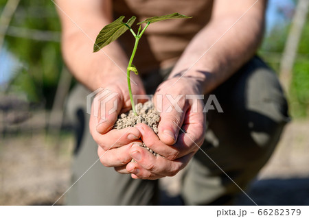 Man hands, holding seed tree for planting into soil. 66282379
