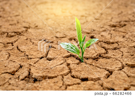 Trees are growing in dry ground Concept Forest and nature conservation 66282466