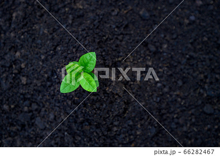 Development of seedling growth Planting seedlings young plant in the morning light on nature background 66282467