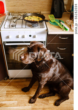 Chocolate labrador retriever sitting in a home Chocolate labrador retriever sitting in a home 66282694