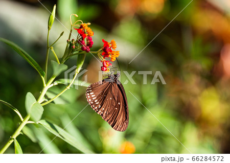 butterfly Spicebush Swallowtail sitting on a red-orange flower in a sunbeam, side view, place for text butterfly Spicebush Swallowtail sitting on a red-orange flower in a sunbeam, side view, place for text 66284572