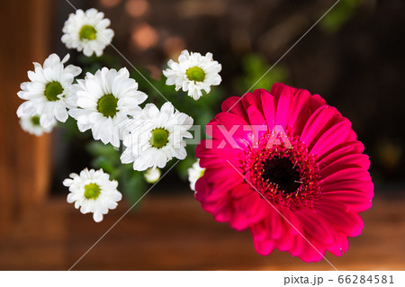 Pink Barberton Daisy Gerbera with White Marguerite Daisy in a Flower Pot 66284581