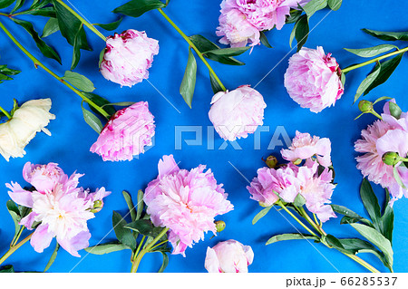 Fresh peony flowers 66285537