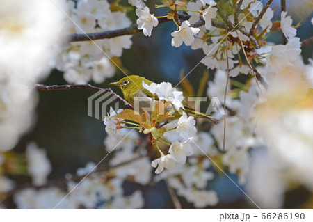 ヤマザクラとメジロ 66286190