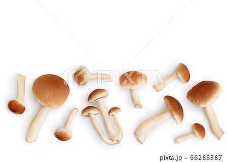 honey fungus mushrooms isolated on white background with clipping path. Top view with copy space for your text. Flat lay. 66286387