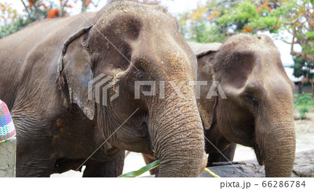 Group of adult elephants feeding sugar cane and 66286784