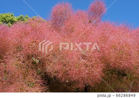 初夏の青空に映えるスモークツリーの花の写真素材