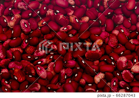 水浸けした金時豆 66287043