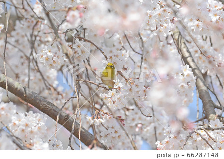 シダレザクラとメジロ シダレザクラとメジロ 66287148
