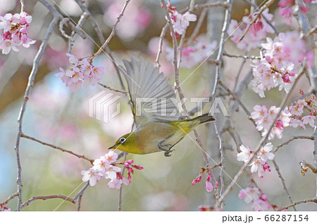 シダレザクラとメジロ シダレザクラとメジロ 66287154