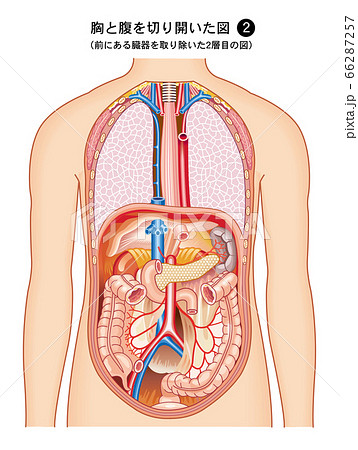 人体解剖図 正面のイラスト素材