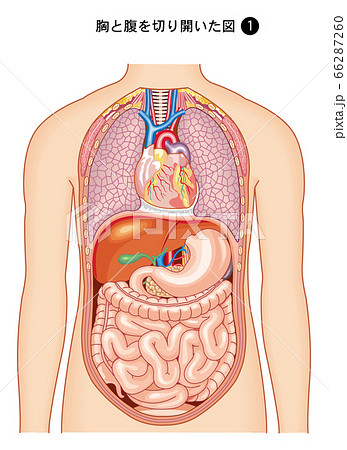 人体解剖図 正面のイラスト素材