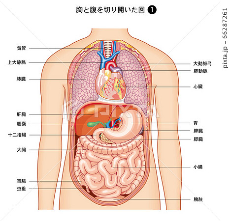 人体解剖図 正面のイラスト素材