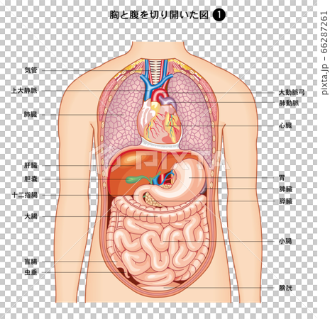 Front view of human anatomy 66287261