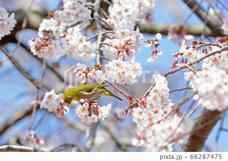 シダレザクラとメジロ シダレザクラとメジロ 66287475