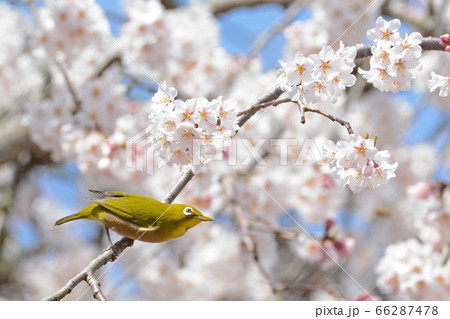 シダレザクラとメジロ シダレザクラとメジロ 66287478