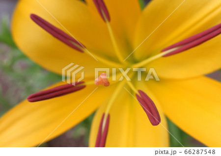 新緑の中で朝日を浴びて生き生きと開花した黄色の花(百合 : ユリ) 66287548