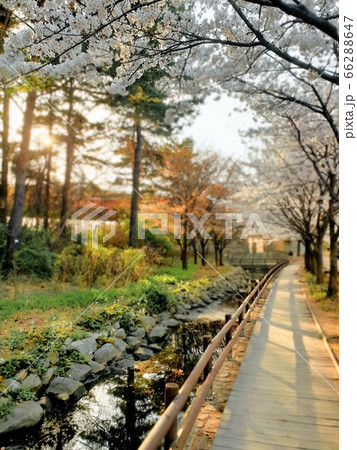春 花 屋外 66288647