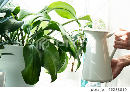 Sprayers 66288810