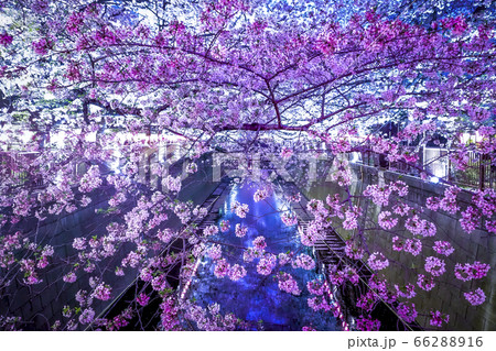 ヨザクラ。目黒川。桜まつり。 ヨザクラ。目黒川。桜まつり。 66288916