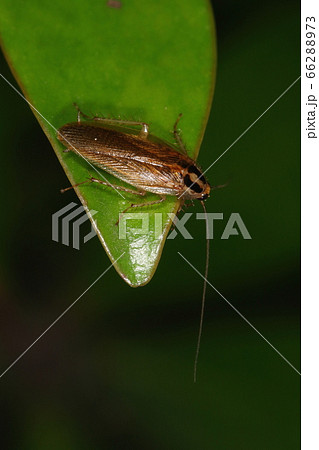 生き物 昆虫 モリチャバネゴキブリ 森や草原に住む自然派のゴキブリ 害虫扱いをしないでくださいの写真素材 生き物 昆虫 モリチャバネゴキブリ 森や草原に住む自然派のゴキブリ 害虫扱いをしないでくださいの写真素材