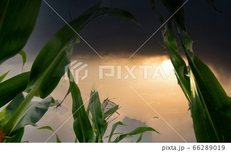 Dramatic sunset looming over corn fields.  66289019