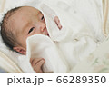 出産直後の男の子の赤ちゃん 66289350
