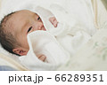 出産直後の男の子の赤ちゃん 66289351