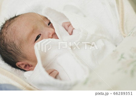 出産直後の男の子の赤ちゃん 66289351